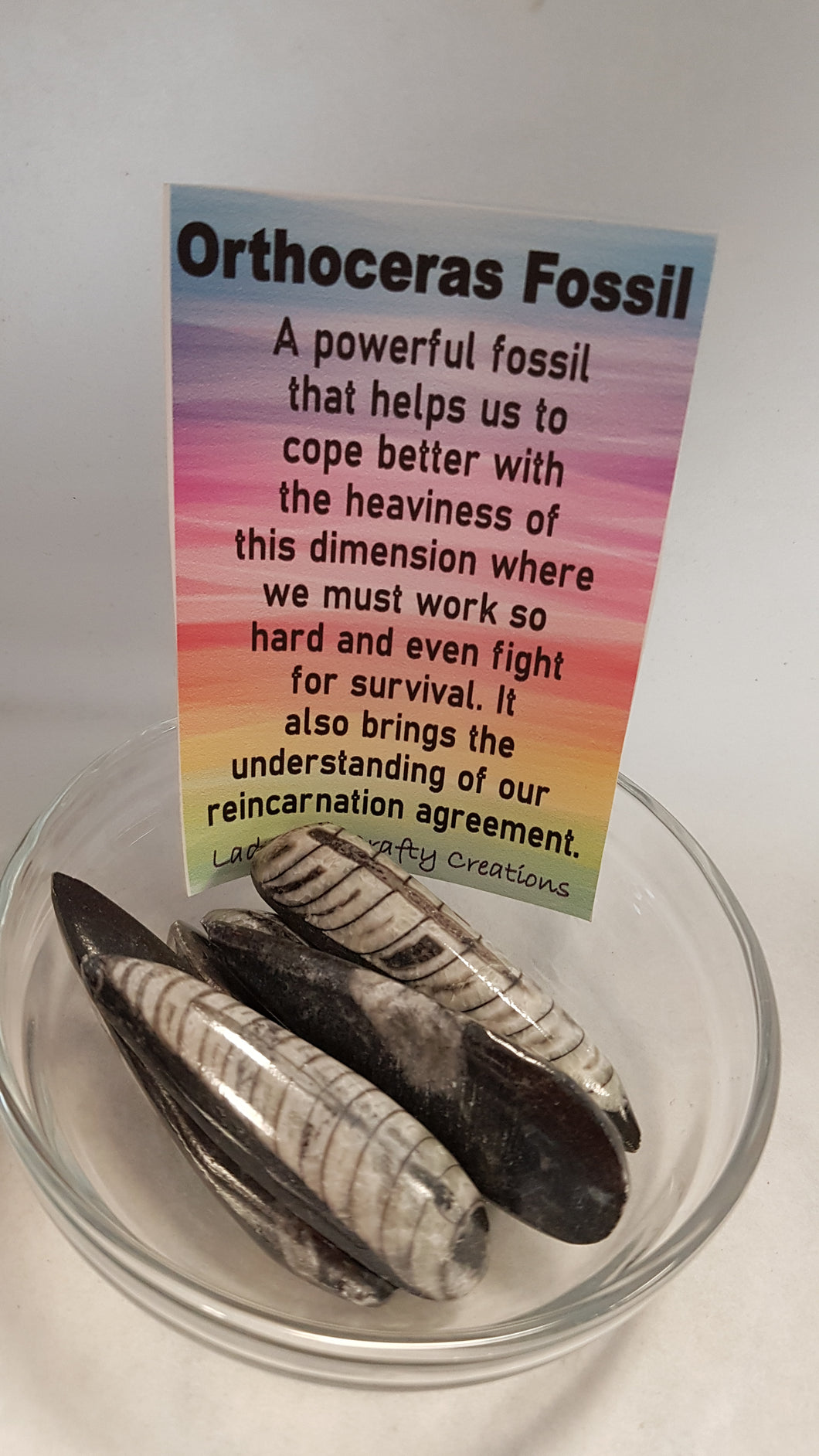 Orthoceras Fossil